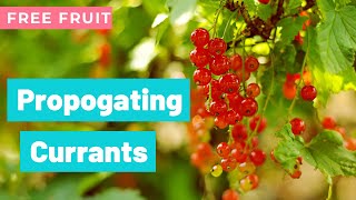 Propagating Redcurrants Growing Free Fruit [upl. by Oileduab]