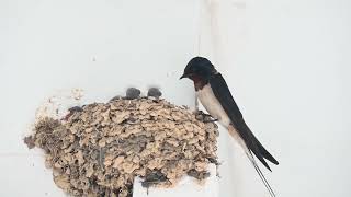 Swallows getting fed in nest [upl. by Deni864]