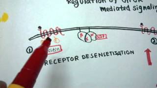 GPCR regulation  Desensitization of GPCR [upl. by Philippa647]