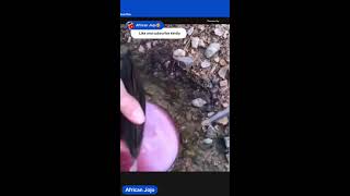 Which type of fish is this 🤔 asmr [upl. by Otsugua]