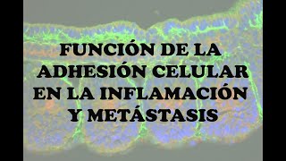 FUNCIÓN DE LA ADHESIÓN CELULAR EN LA INFLAMACIÓN Y METÁSTASIS  TEMA 16 [upl. by Clem]