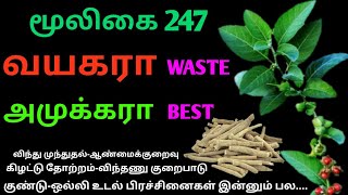 அமுக்கராஅஸ்வகந்தாஅசுவகந்திWithania somniferaPhisalis Somniferaஅலசல்Alasal [upl. by Lidaa]