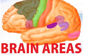 Functional Brain Areas  Brain Anatomy Cortex [upl. by Tiemroth]