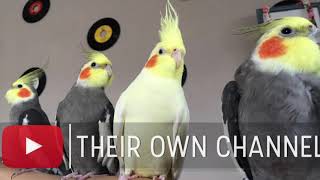 🕑30 minutes of Cockatiels Sounds Noises Sonidos de Ninfas  Sons de Cockatiels [upl. by Paula]