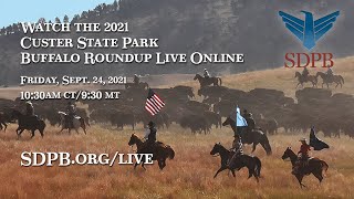 2021 Custer State Park Buffalo Roundup  SDPB [upl. by Harihat]