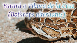 Datos interesantes acerca de la Yarará o Víbora de la cruz Bothrops alternatus [upl. by Schubert]