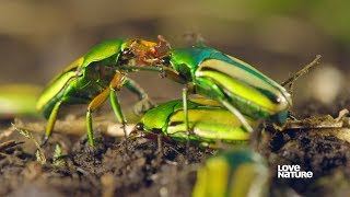 Insect Mating  Everything You Need to Know  Love Nature [upl. by Lucais593]