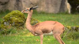 Gerenuk Feeding [upl. by Snapp]