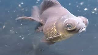 DRAGON EYE FANCY GOLDFISH 🐟🐟🐟 Maidenhead Aquatics Ascot fish fishvideo dragoneye [upl. by Lahcear]