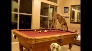 Weimaraner Dog Runs Pool Table [upl. by Sander]