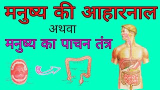 पाचन तंत्र  मनुष्य की आहारनाल  Digestive system  Alimentary canal of Man  aahar naal ka chitra [upl. by Werner]