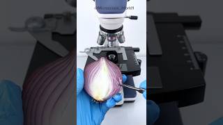 Onion Peel Under The Microscope 😲😲 shorts onion underamicroscope microscope [upl. by Lianna37]