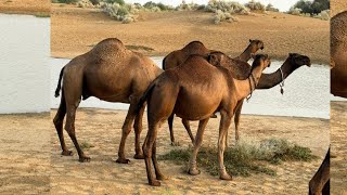 Camel farming For Milk amp Qurbani 2024  Camel New Price in Pakistan [upl. by Sal]