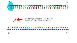 4V Eiwitsynthese  13 Transcriptie [upl. by Conti31]