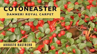 Cotoneaster Dammeri Royal Carpet  Decogarden  Jardinatis [upl. by Gussman]