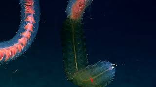 Deep sea siphonophore [upl. by Lerraf]