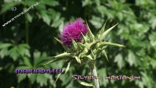 Mariadistel  Silybum marianum [upl. by Peatroy892]