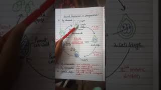 Asexual reproduction in chlamydomonas algae [upl. by Guntar]