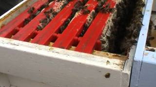 Hive inspection in hertfordshire  buzzworks 2010 [upl. by Bocoj792]