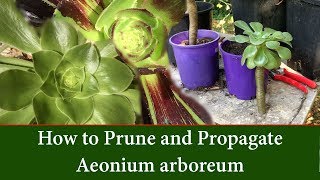 How to Prune and Take Cuttings of Aeonium arboreum  The Tree Aeonium [upl. by Erdrich]