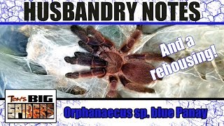 Orphnaecus sp quotblue Panayquot Husbandry Notes and Rehouse [upl. by Donnenfeld]