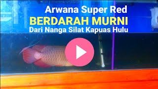 Asli Arwana Super Red Berdarah Murni Dari Nanga Silat Kapuas Hulu Kalimantan Barat [upl. by Auria781]