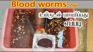 Blood worm பராமரிக்கும் முறை Live Blood worms maintenance [upl. by Winzler997]