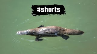 The DuckBilled Platypus an Australian icon shorts [upl. by Sinai]