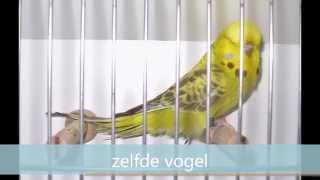 Engelse Grasparkieten Budgerigars Jan Brugman [upl. by Miarzim]