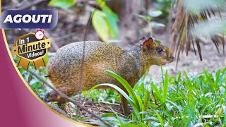 🐿️ MindBlowing Agouti Facts Revealed Adorable Creatures 😍 [upl. by Elyac]