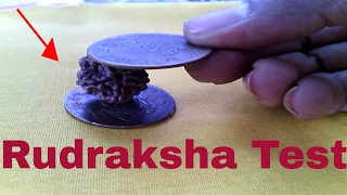 How to test Rudraksha rudraksha test Copper Coin Test Original quotNepal Rudrakshaquot [upl. by Manuel]