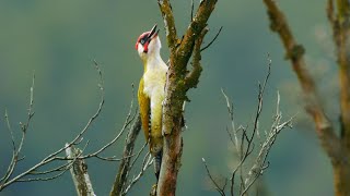 Bird sounds – Green woodpecker Picus viridis [upl. by Keener]