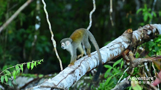 La Selva Jungle Lodge Adventure  Ecuadors 1 EcoLodge [upl. by Uriah]