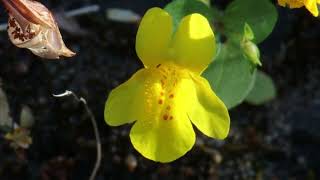 Yellow MonkeyFlower [upl. by Eberly]