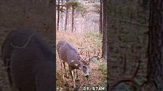 Nice buck coming at the camera deerhunting deerseason hunting [upl. by Pincas]