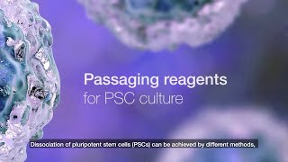 Passaging reagents for PSC culture [upl. by Navannod]