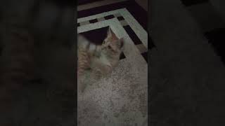 Playing with cats 🐱 part 13 shorts video funny cats song part13 viral trend [upl. by Ylro376]