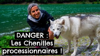 DANGER  Les Chenilles processionnaires [upl. by Ricarda165]