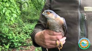 Lo Sparviero Accipiter nisus  Una Finestra Sul Parco [upl. by Melinda]