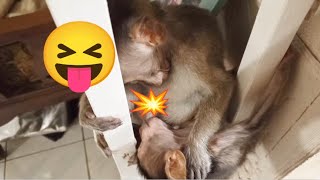 Dont go away Bino needs to sleep near you and suck as a bedmate😱 monkey [upl. by Didier]