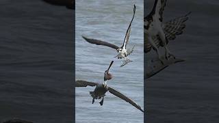 Crazy pelican tries to steal fish from Osprey Must see [upl. by Htinek354]