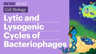 Lytic amp Lysogenic Cycles Bacteriophages Explained Full Lesson  Sketchy MCAT [upl. by Asiar]