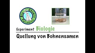 Experiment Biologie – Quellung von Bohnensamen – Gewichtsbestimmung [upl. by Zondra104]