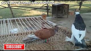 Free Fly Tame Pigeon x Ringneck Dove Courtship [upl. by Janeen]