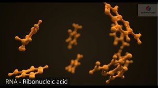 RNA  Ribonucleic Acid [upl. by Sobel]