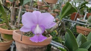 Cattleya walkeriana coerulea CK one × coerulea Rafael Covolan [upl. by Rhody]