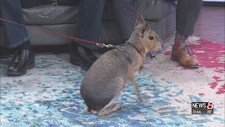 Larry Battson brings a Patagonian Cavy [upl. by Imef318]