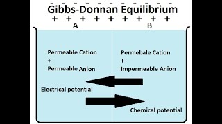 Gibbs Donnan Equilibrium [upl. by Latsyk]