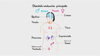 Biologie Glandele endocrine partea 1  WinSchool [upl. by Otto]