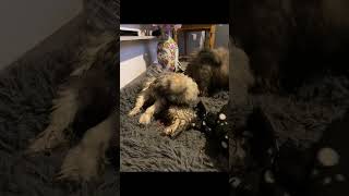 Was machen die nur alle bolonkazwetna puppy maltipoo [upl. by Anglim]